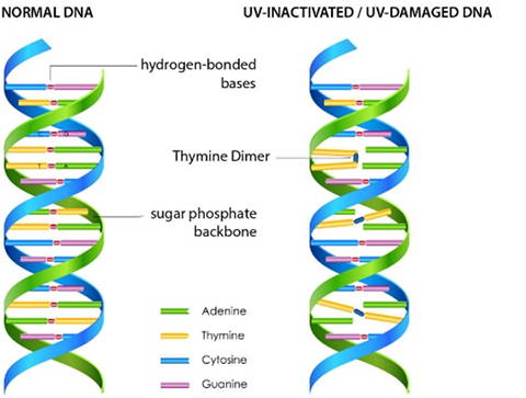 UV-C DNA
